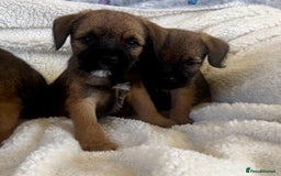 Border Terrier dogs for sale: Border terrier puppies  - Image 10