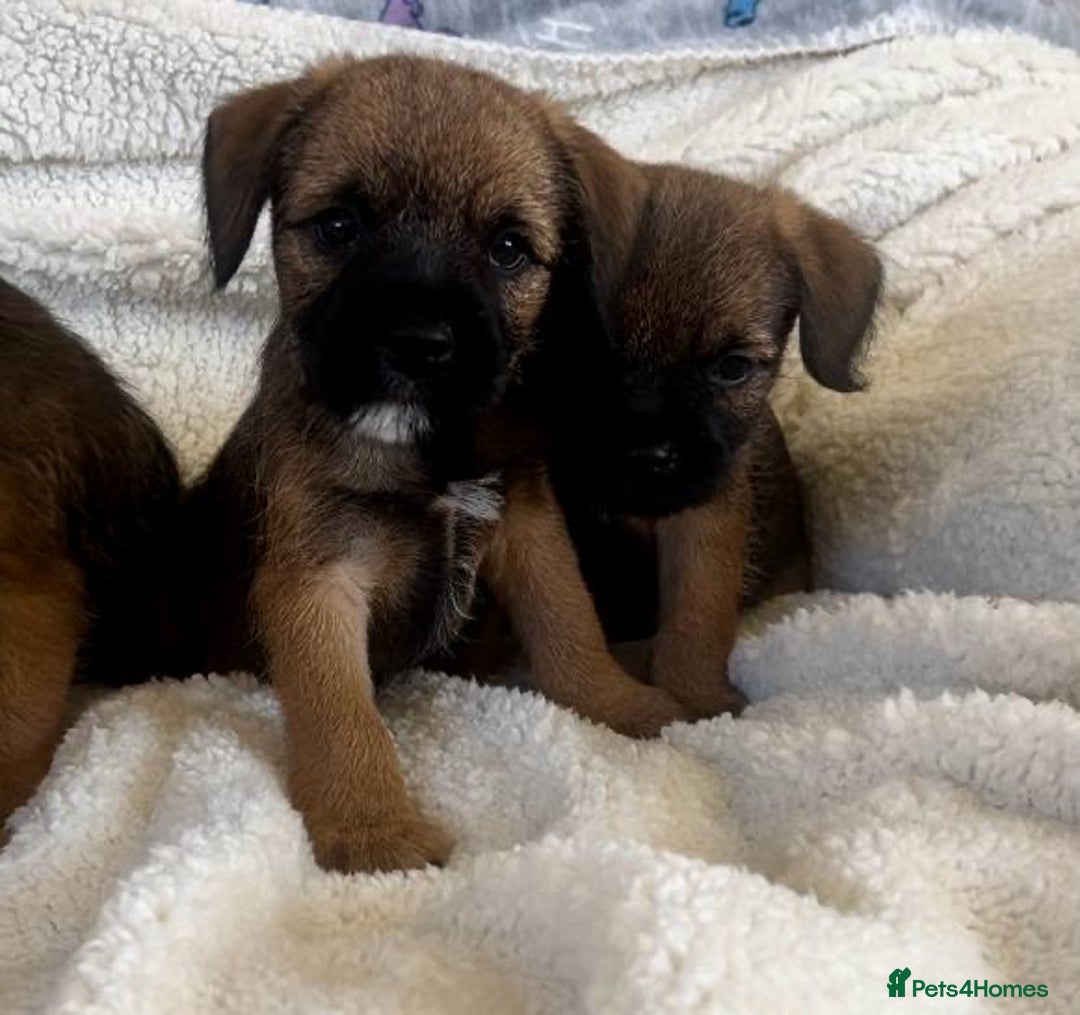 Border Terrier dogs for sale: Border terrier puppies  - Image 10