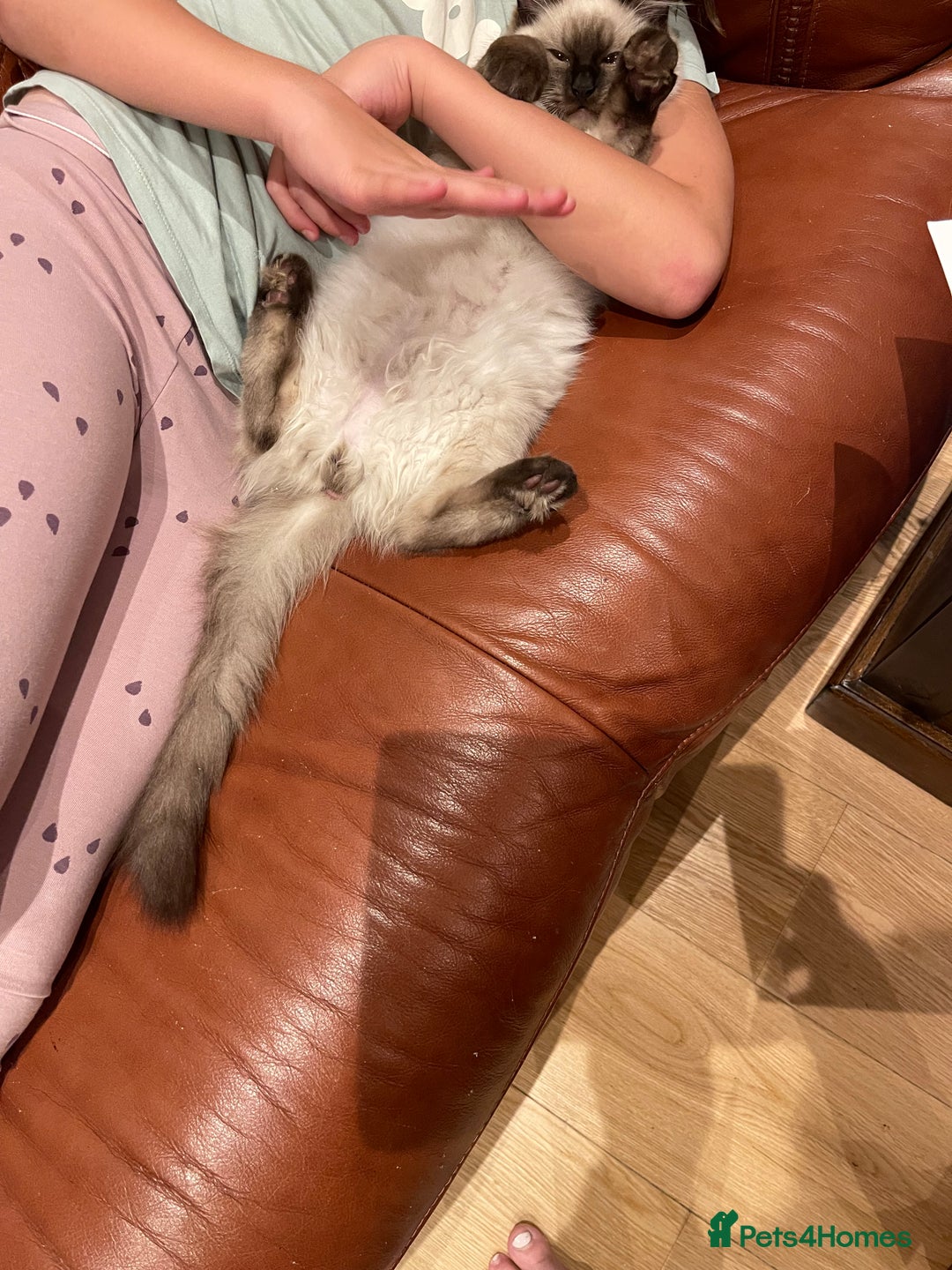 Ragdoll cats for sale: Cuddly GCCF Ragdoll Boy - Image 3
