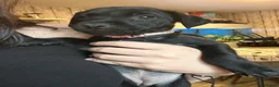 Patterdale Terrier dogs for sale: Patterdale Terriers Pups For Sale  - Advert 13