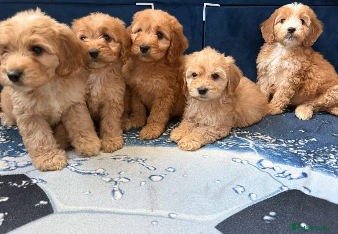 Cockapoo dogs for sale: Ready to go adorable cockapoo puppies  - Image 7