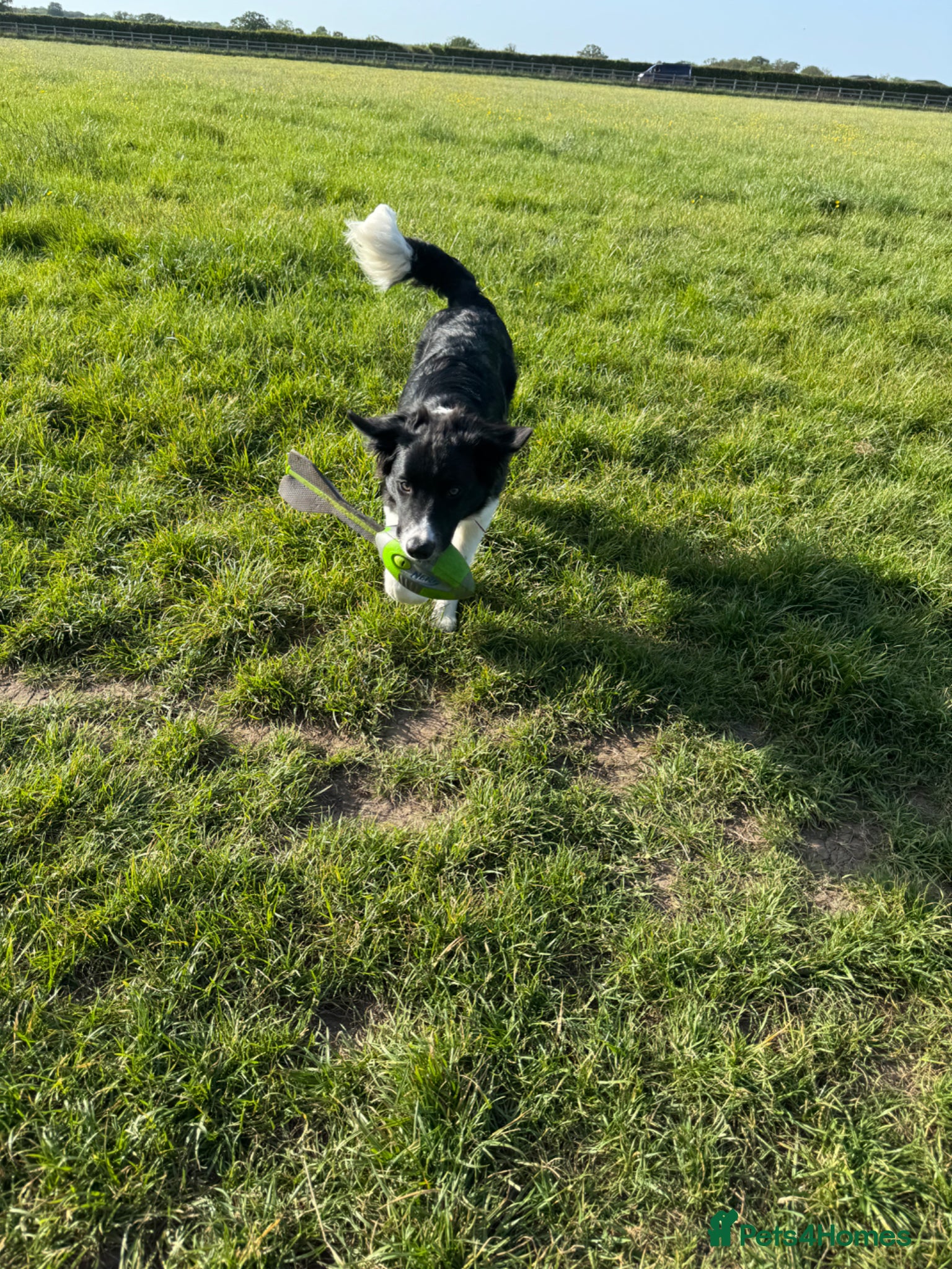 Border Collie dogs for sale: Border Collie pup in Bracknell - Advert 6