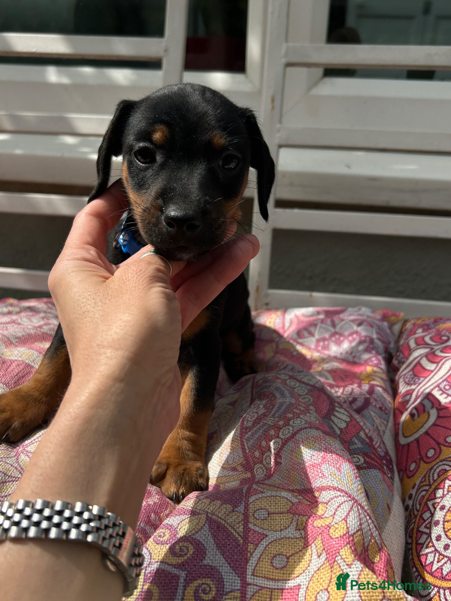 Dachshund dogs One little boy left out of litter of 7.  - Advert 4
