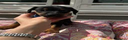 Dachshund dogs for sale: One little boy left out of litter of 7.  - Advert 1