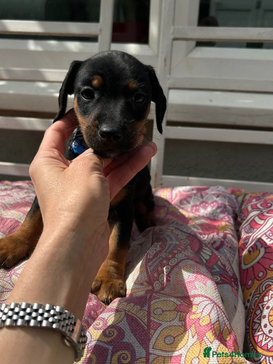 Dachshund dogs for sale: One little boy left out of litter of 7.  - Advert 1
