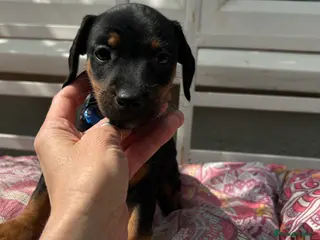 Dachshund dogs One little boy left out of litter of 7. - Advert 6