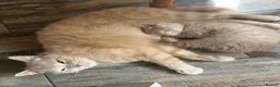 Mixed Breed cats for sale: 2 gorgeous kittens ready from 7th October in Ilminster - Advert 3