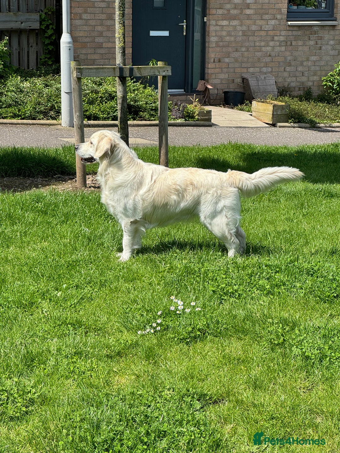Golden Retriever dogs for sale: Adorable KC Reg Golden Retriever Puppies - Image 13