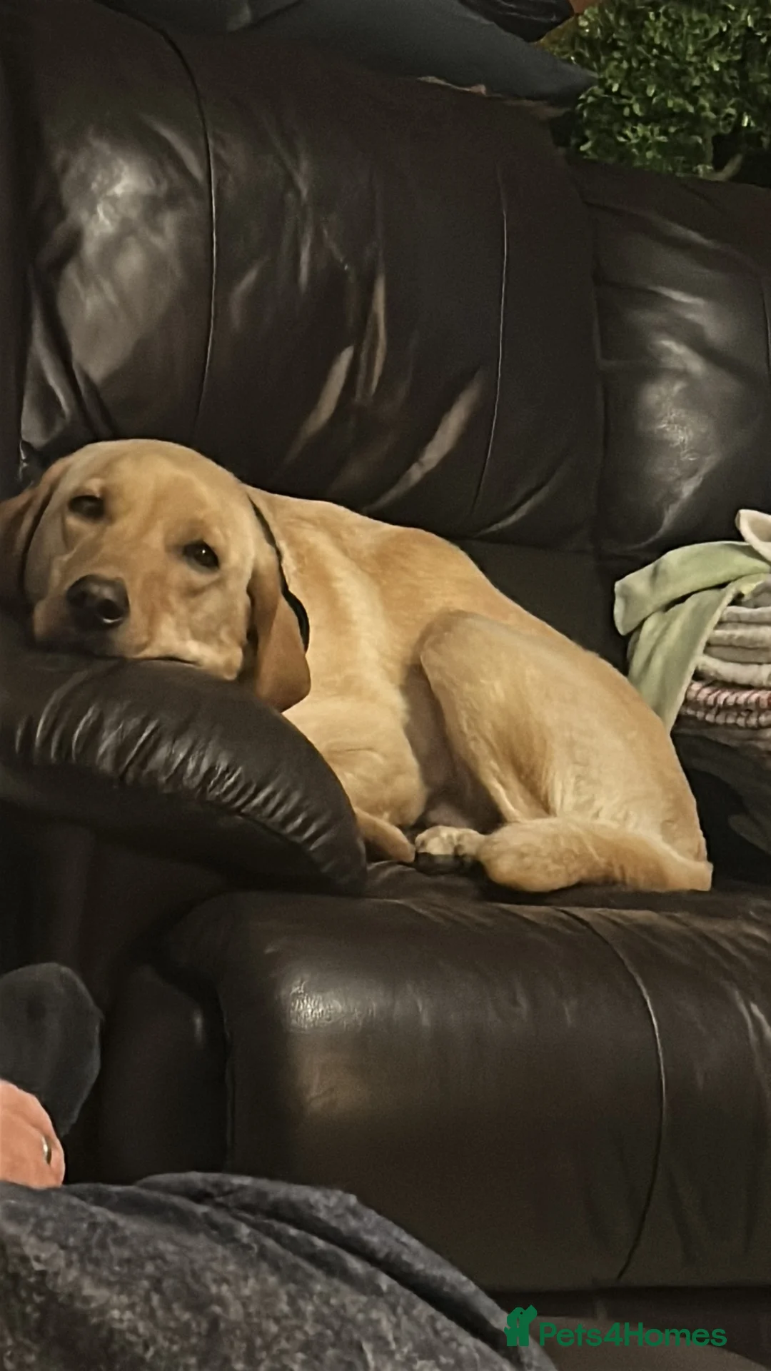 Labrador Retriever dogs for sale: Gorgeous Black Labrador puppy - 3 girls 2 boys  - Advert 1