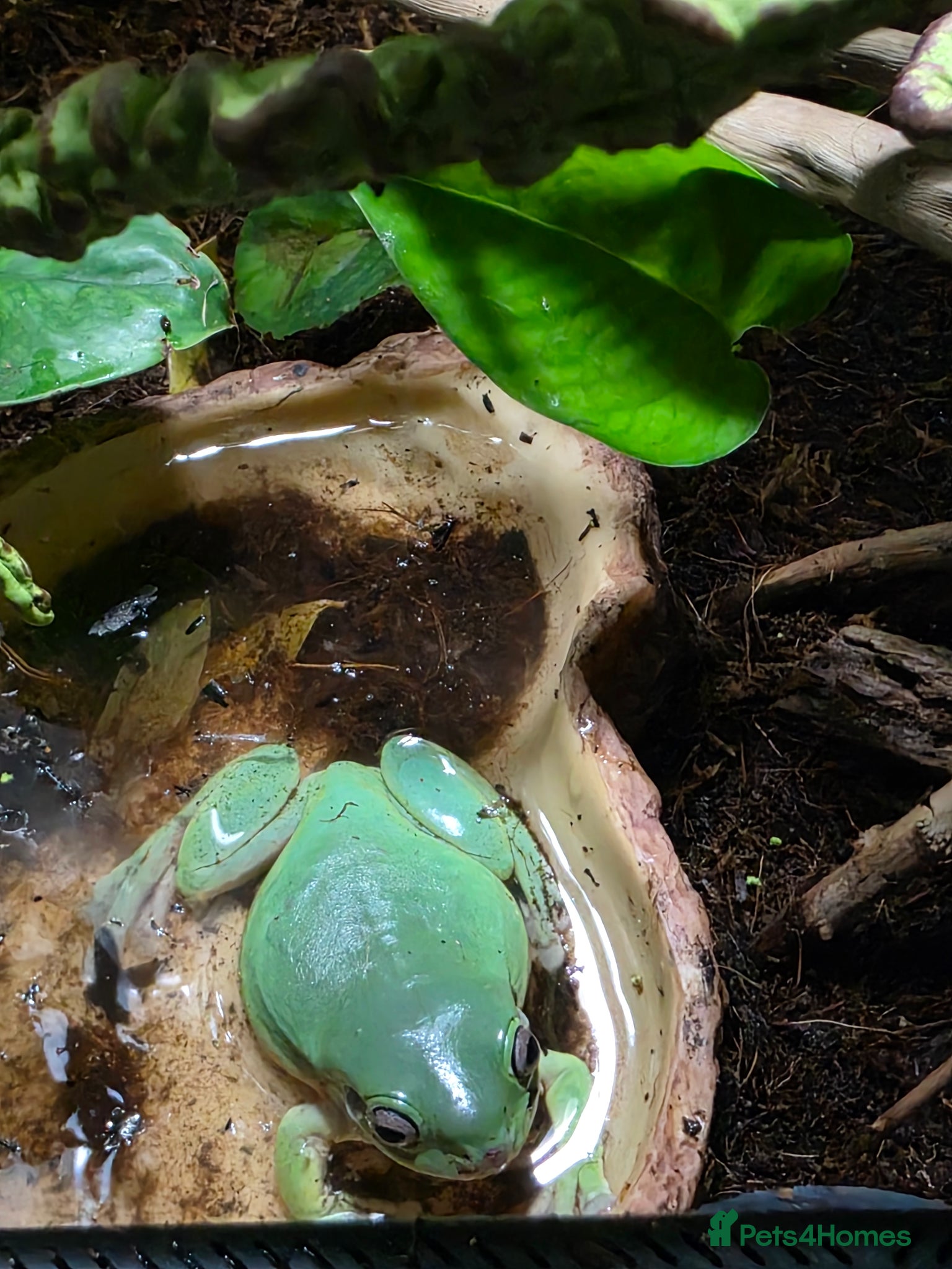 Frog reptiles for sale: Pair of Whites tree frogs & setup in Huddersfield - Advert 2