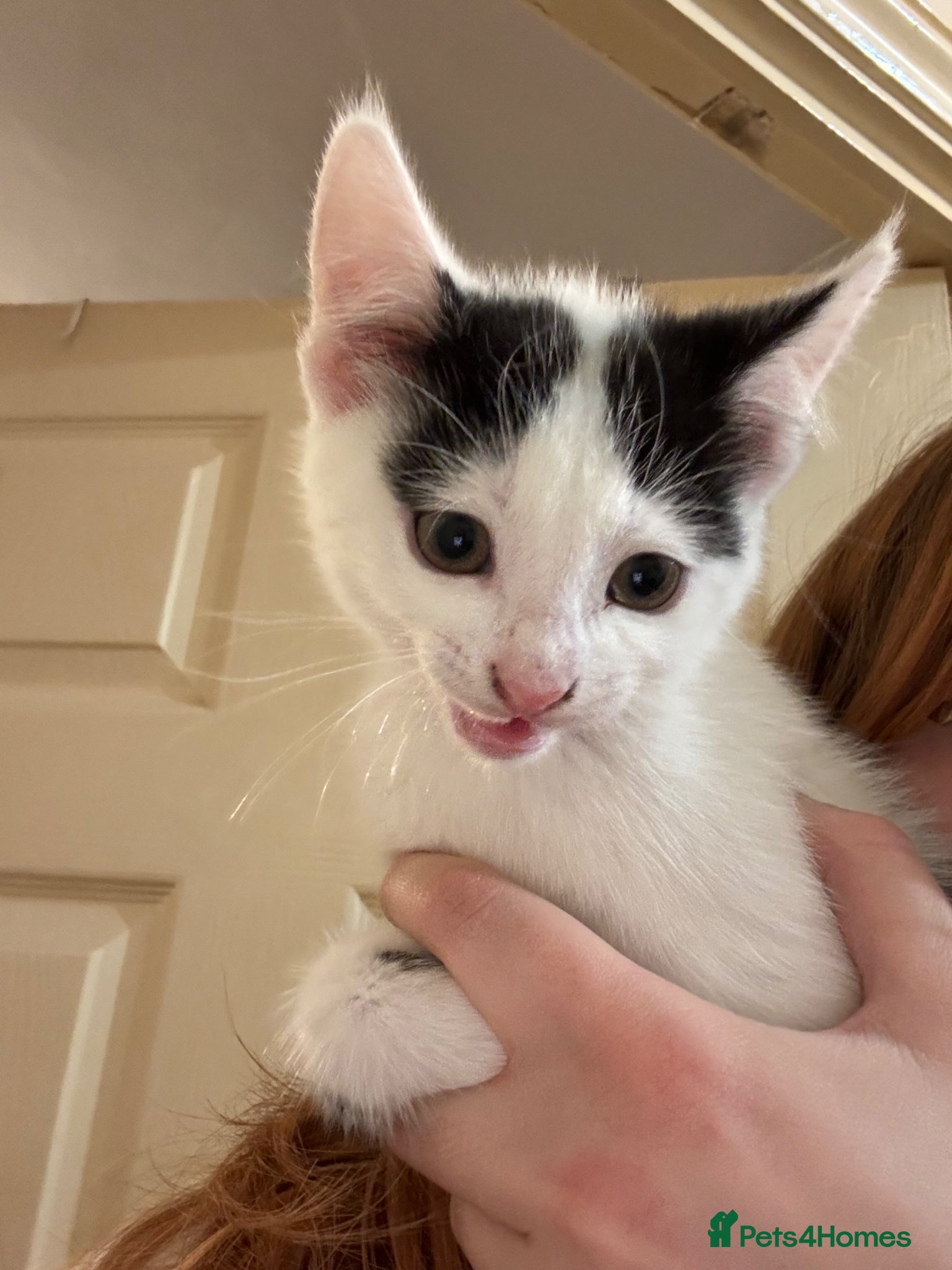 Mixed Breed cats Small spotted kitten - Advert 1