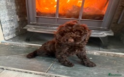 Cockapoo dogs for sale: F1 PRA Clear cockapoo puppys in Sandbach - Image 6