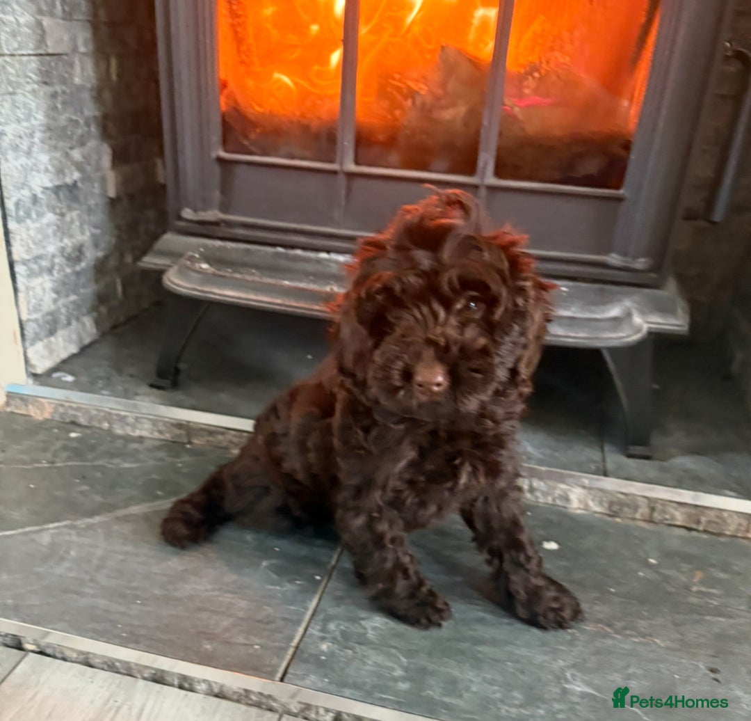 Cockapoo dogs for sale: F1 PRA Clear cockapoo puppys in Sandbach - Image 6