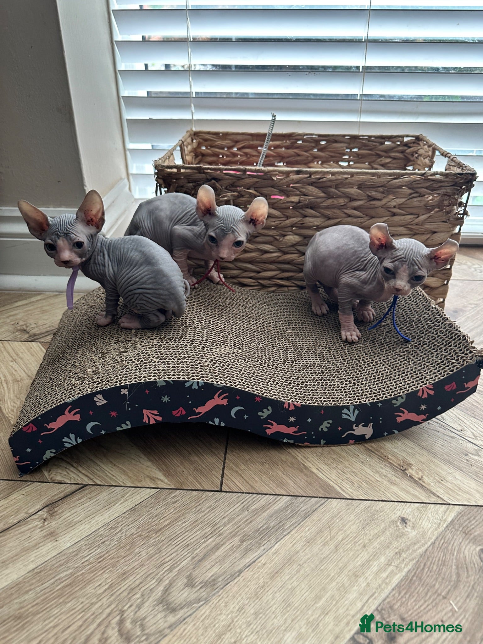 Sphynx cats Stunning lilac and blue sphynx  - Advert 3