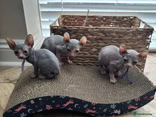 Sphynx cats Stunning lilac and blue sphynx - Advert 3
