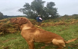 Labrador Retriever dogs for sale: Stunning Pure Labrador retriever puppies - Image 21
