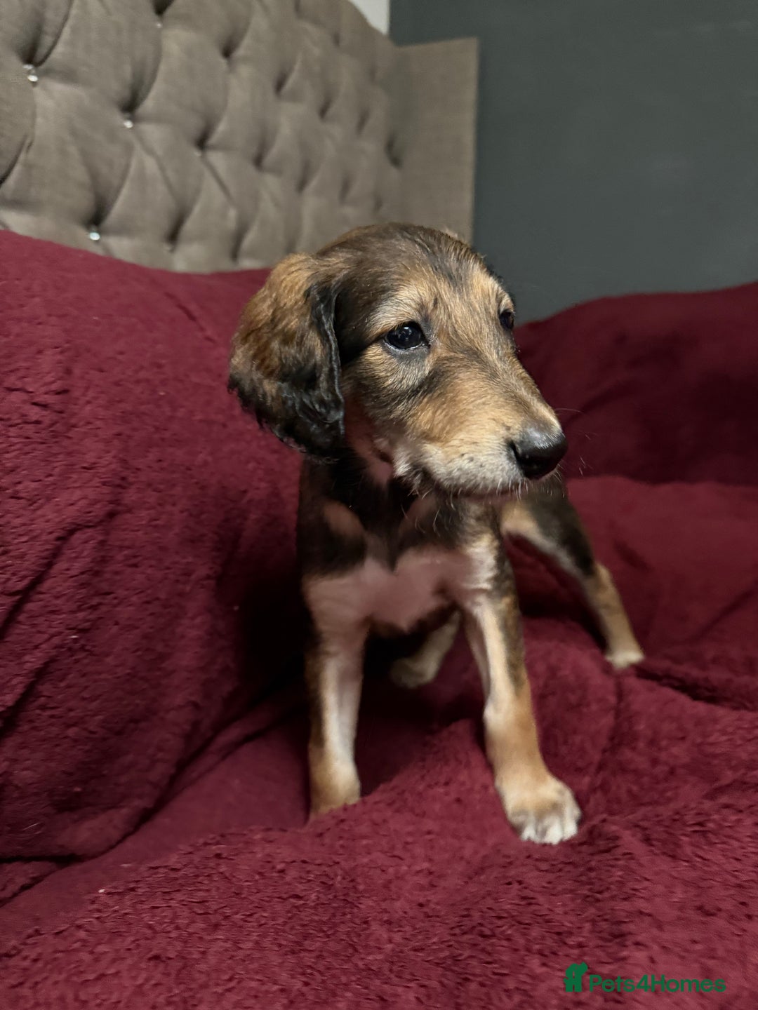 Saluki dogs for sale: Saluki  - Image 6