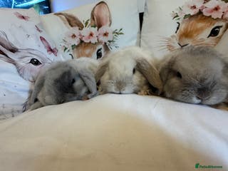 Mini Lop rabbits Pedigree Mini Lops ready !! Great temperament - Advert 22