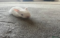 Mini Lion Lop rabbits for sale: Baby bunnies mini lion lops ready now  - Image 30