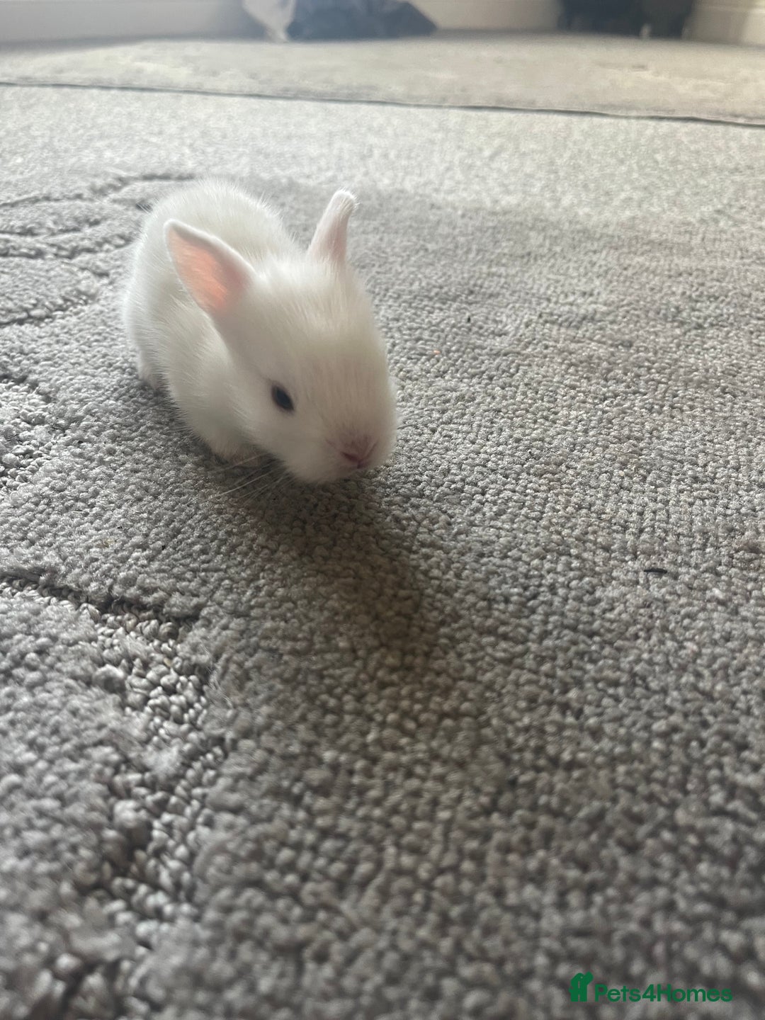 Mini Lion Lop rabbits for sale: Baby bunnies mini lion lops ready now  - Image 30