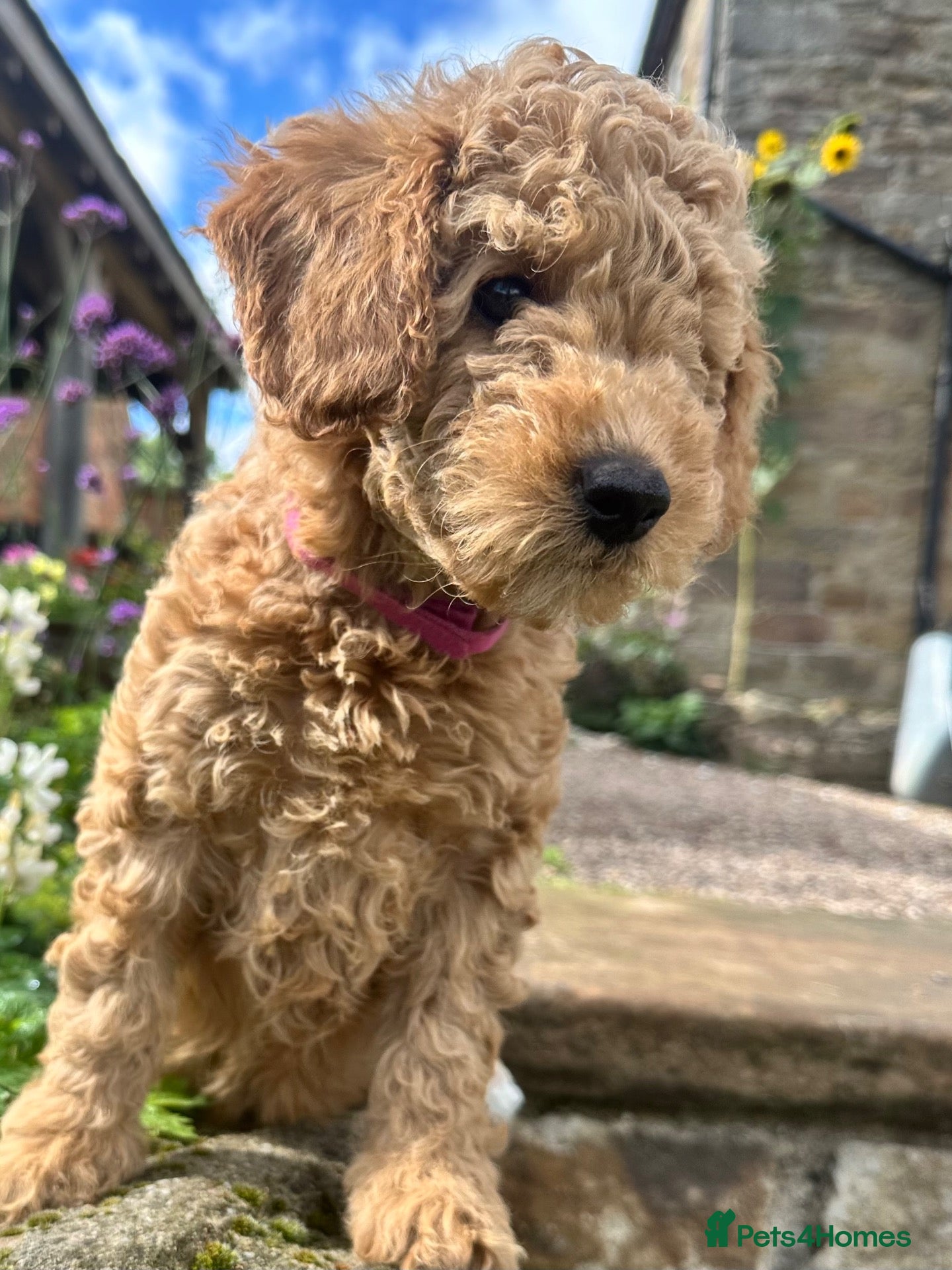 Mini Goldendoodle dogs Home bred miniature Goldendoodles - Advert 1