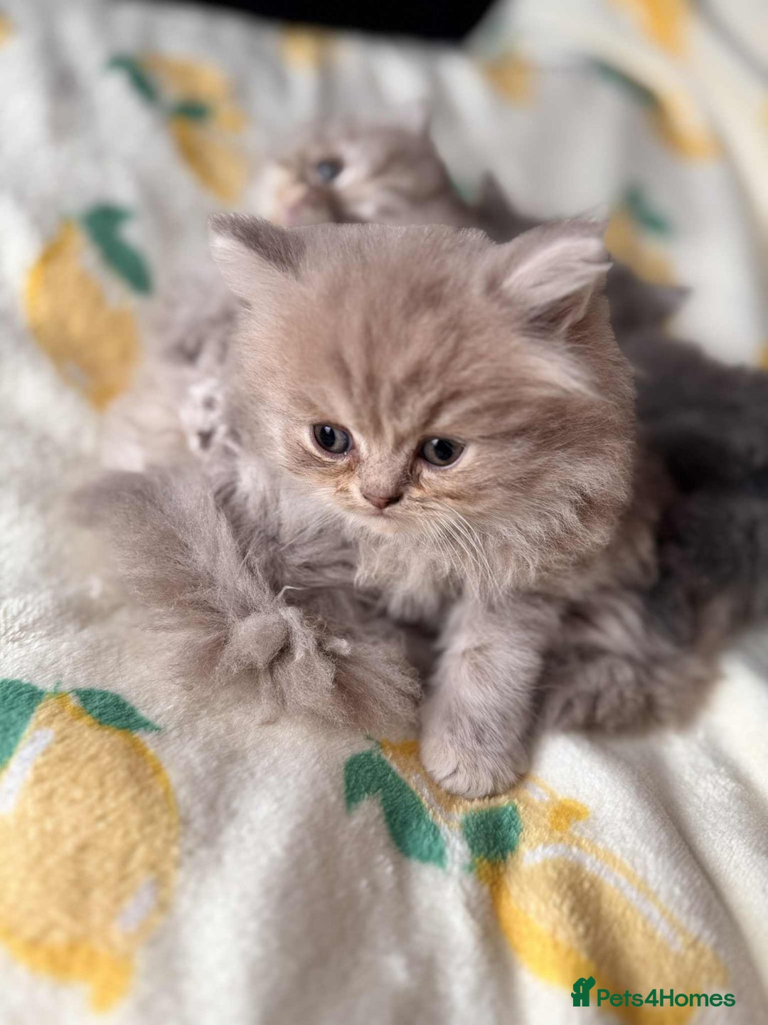 British Longhair cats for sale: British long hair kittens - Image 6
