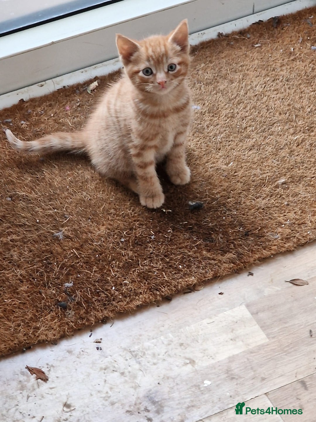 Mixed Breed cats for sale: Cute Ginger Boy ! - Advert 1