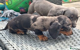 Dachshund dogs for sale: Miniature dachshunds ready now 💗 - Image 35