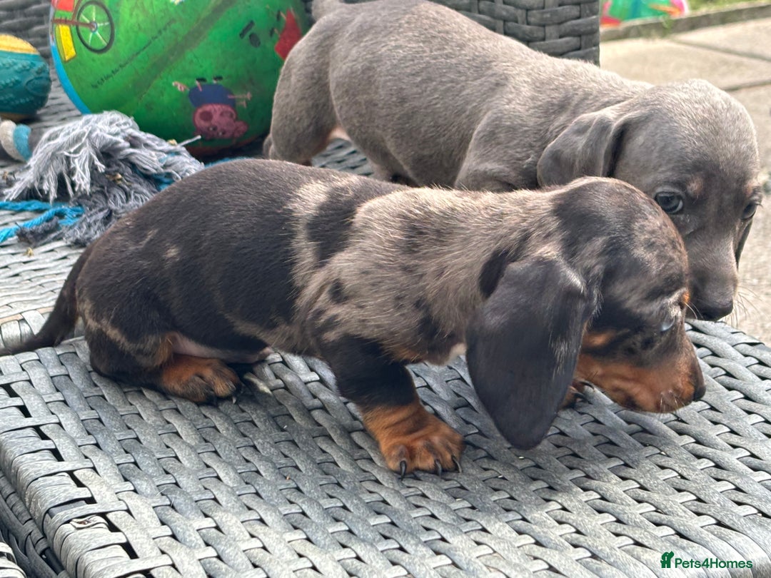 Dachshund dogs for sale: Miniature dachshunds ready now 💗 - Image 35