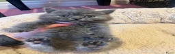 British Shorthair cats for sale: British Short Hair kittens for sale - Advert 4