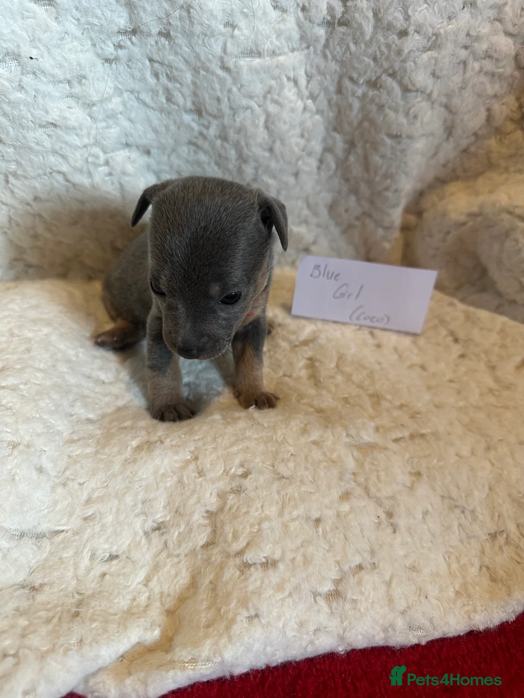 Jack Russell dogs for sale: Jack Russel puppies  - Advert 25