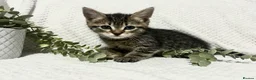 Domestic Shorthair cats for sale: Beautiful, well socialised playful kittens 🐾 - Advert 3