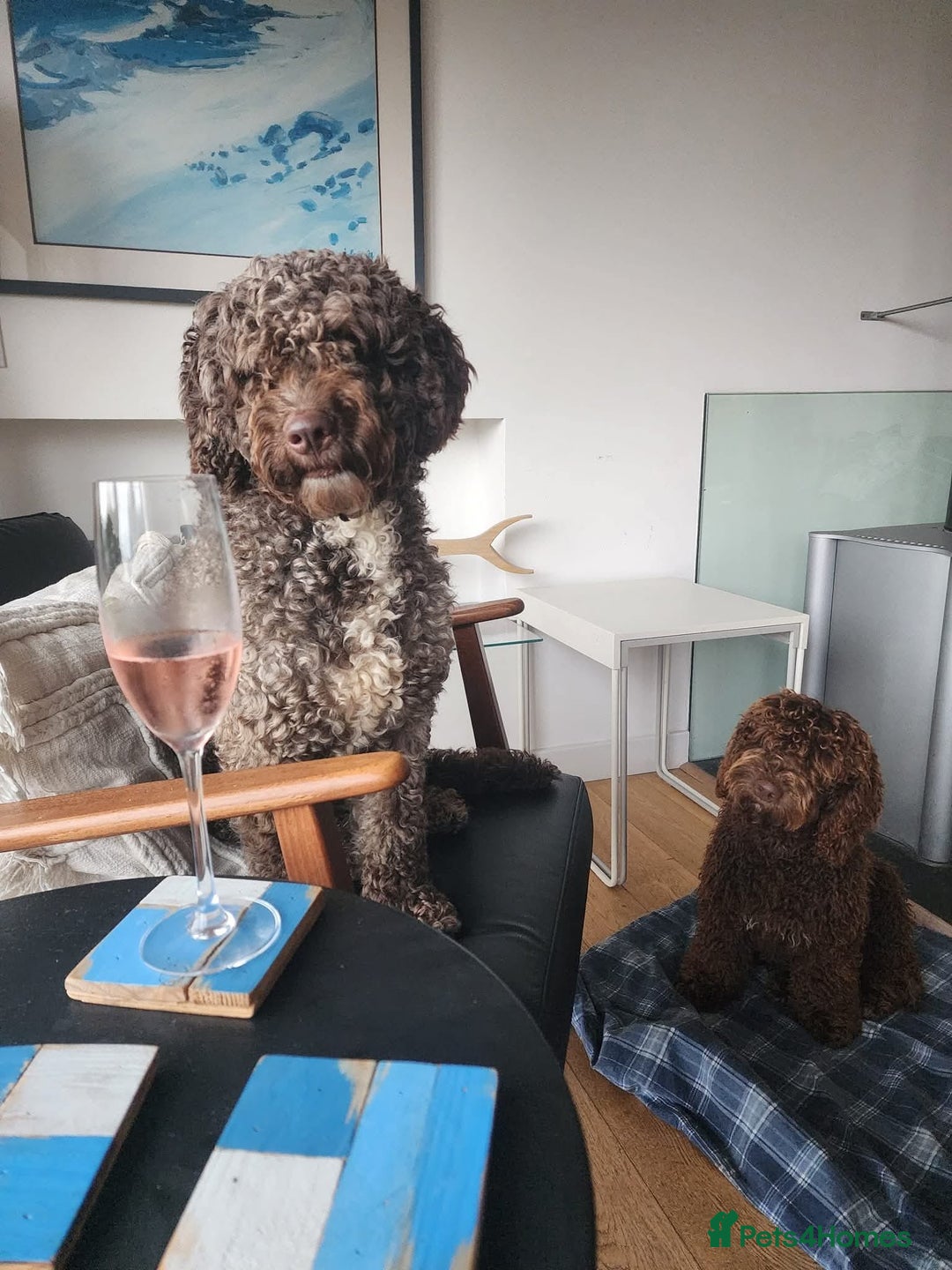 Spanish Water Dog dogs for sale: Spanish Water Dogs - expected in the New Year. - Advert 3