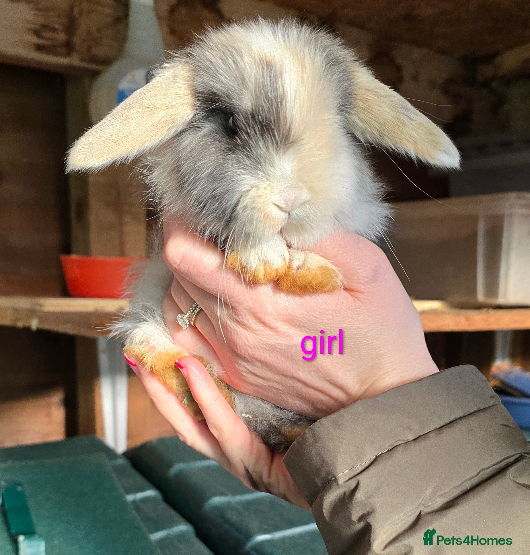 Mini Lop rabbits Mini lop female baby rabbit  - Advert 1
