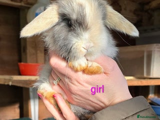 Mini Lop rabbits Mini lop female baby rabbit - Advert 1