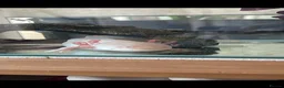 Other/Mixed Breed fish for sale: Albino axolotl  in Nottingham - Advert 1