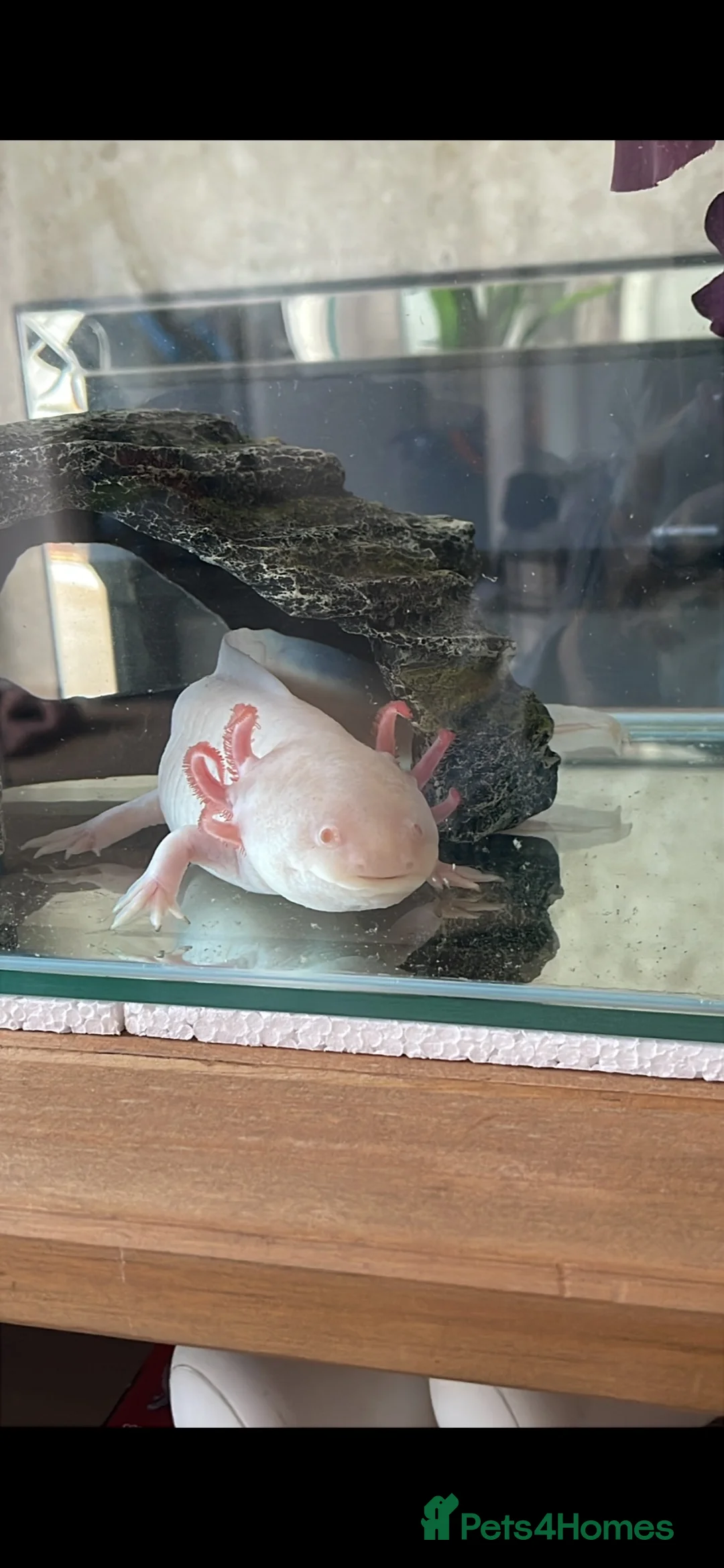 Other/Mixed Breed fish for sale: Albino axolotl  in Nottingham - Advert 1