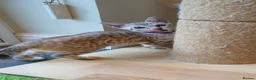 Bengal cats for sale: 🐆💕Very Beautiful Tica Registered Bengal Kittens. - Advert 28