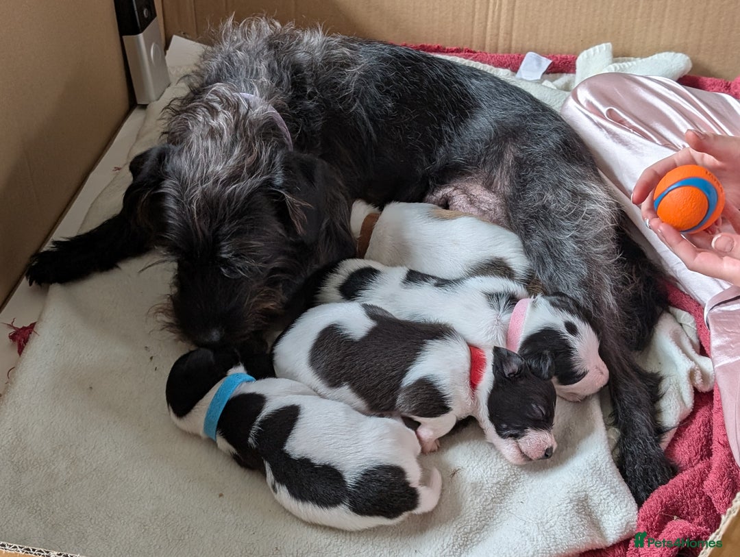 Jackapoo dogs for sale: Gorgeous Jackapoo Puppies for sale  - Image 5