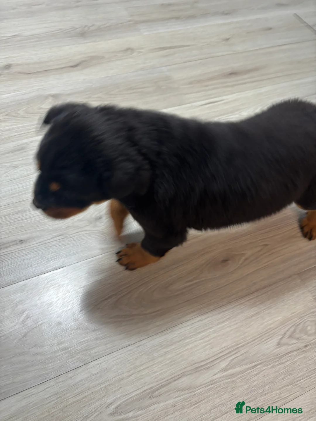 Rottweiler dogs for sale: 🐾🐶 beautifulRottweiler puppies 3 Girls Left🐶🐾 - Advert 30