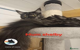 Maine Coon cats for sale: Maine coon kittens - Image 29