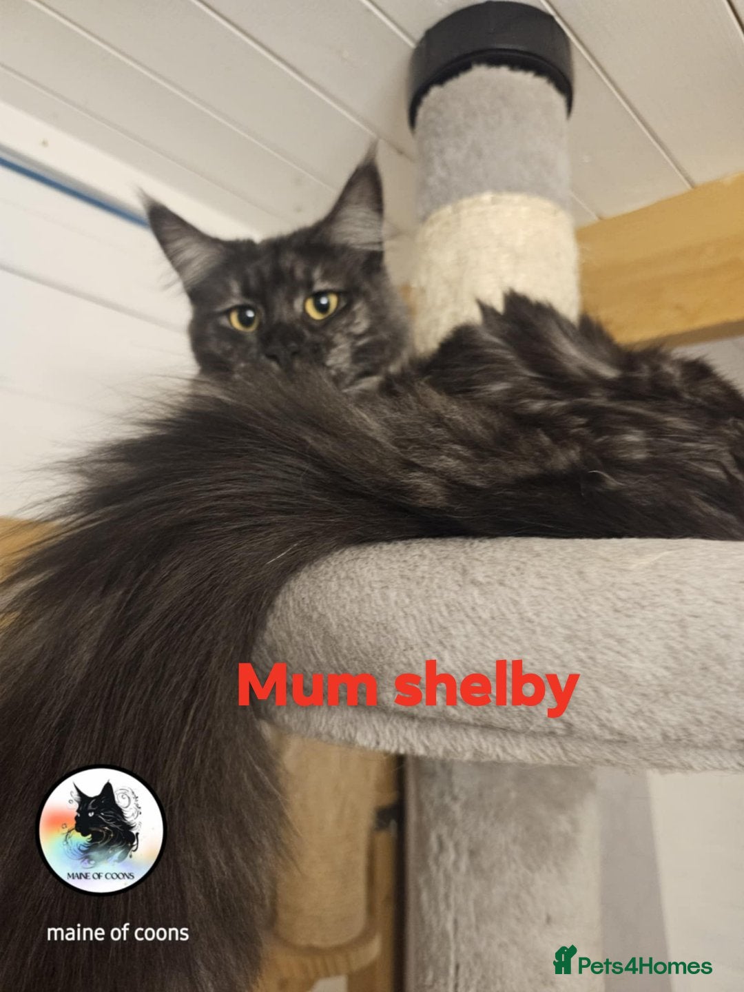 Maine Coon cats for sale: Maine coon kittens - Image 29