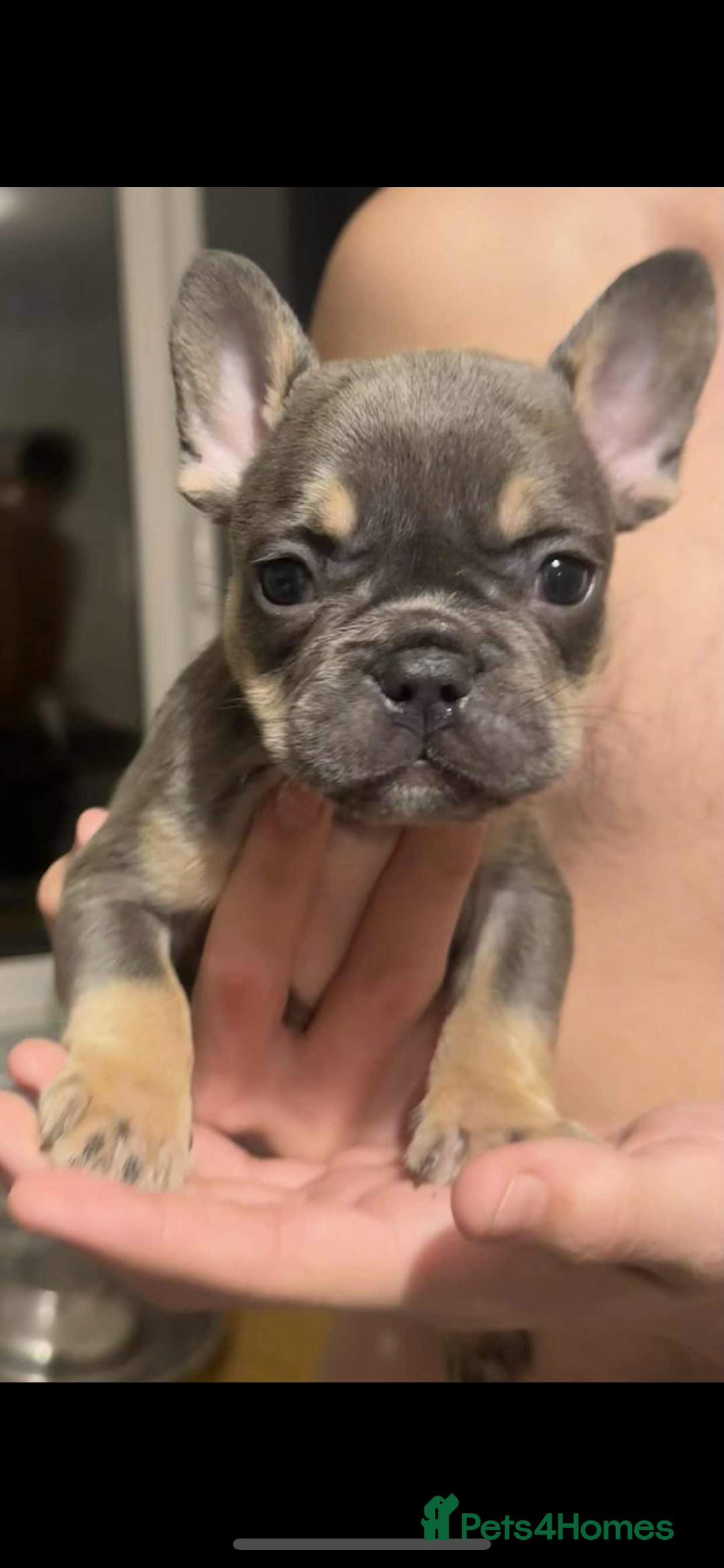 French Bulldog dogs for sale: French bulldog pups Ready & Reduced‼️ - Advert 14
