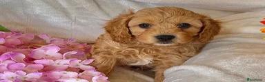 Cavapoo 6