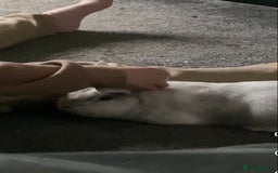 Polish rabbits for sale: Rabbit looking for new home.  - Image 4
