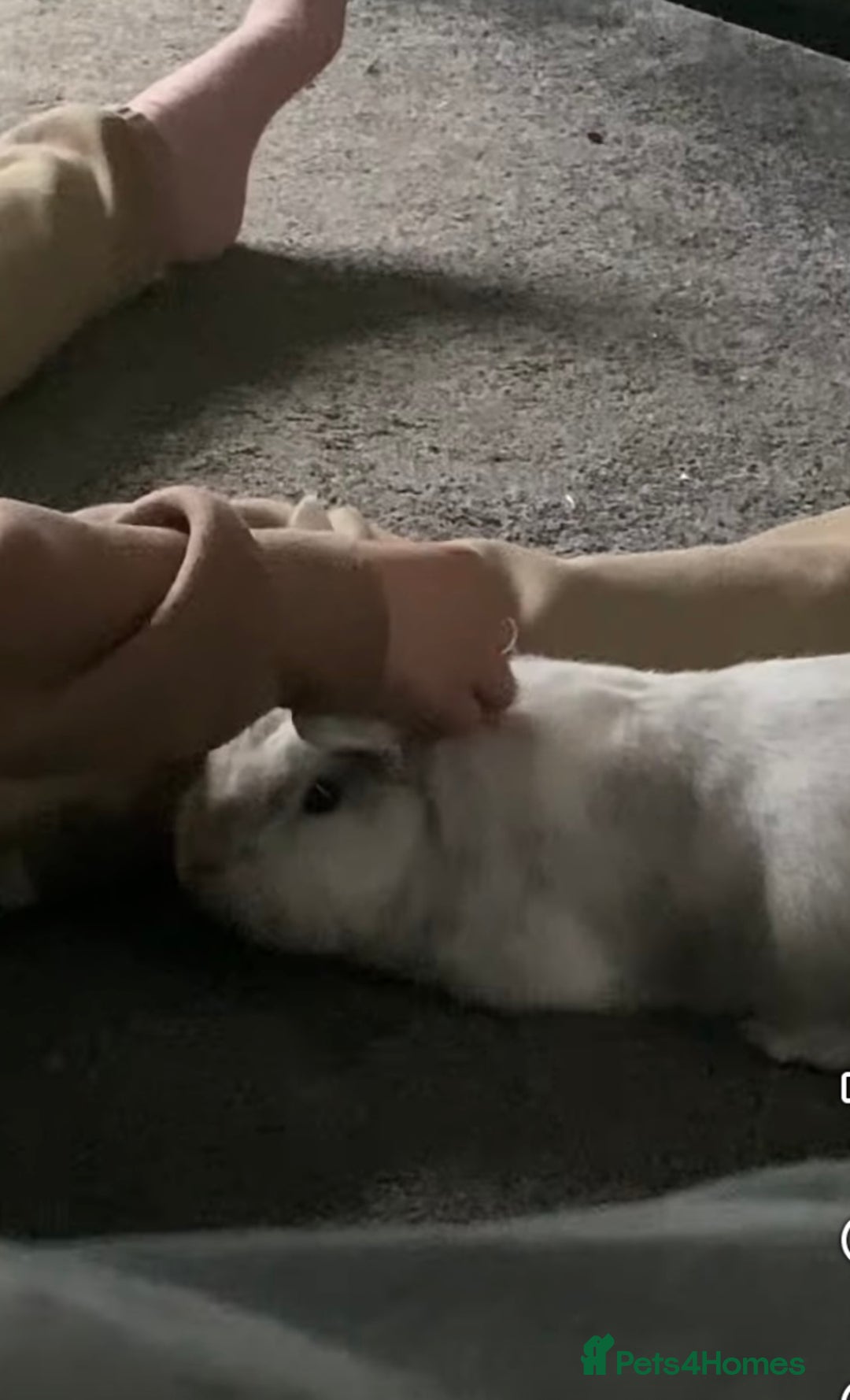 Polish rabbits for sale: Rabbit looking for new home.  - Image 4