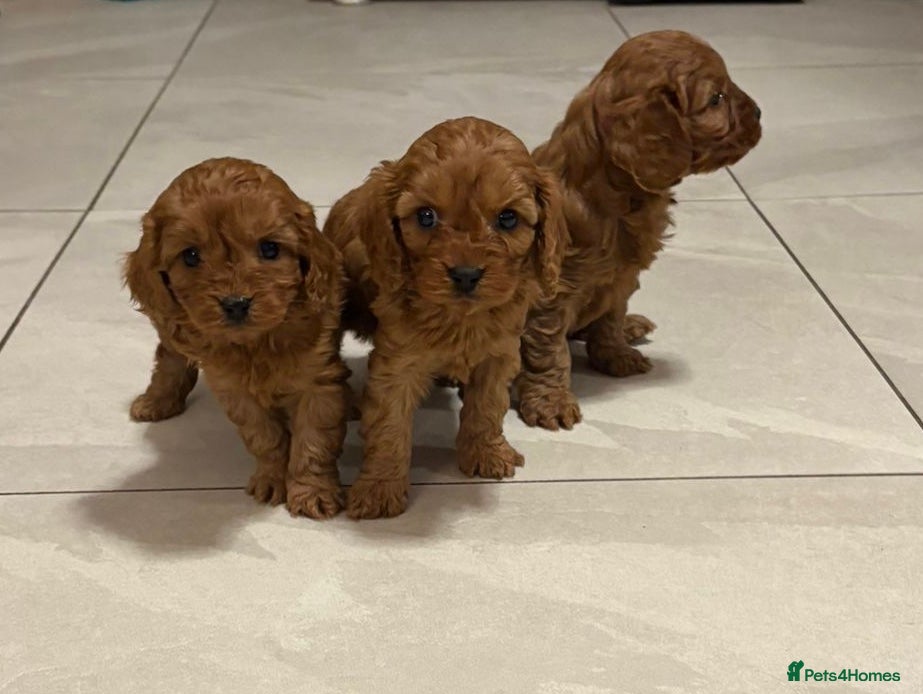 Cavapoo dogs stunning full ruby F1 Cavapoos for sale - Advert 2