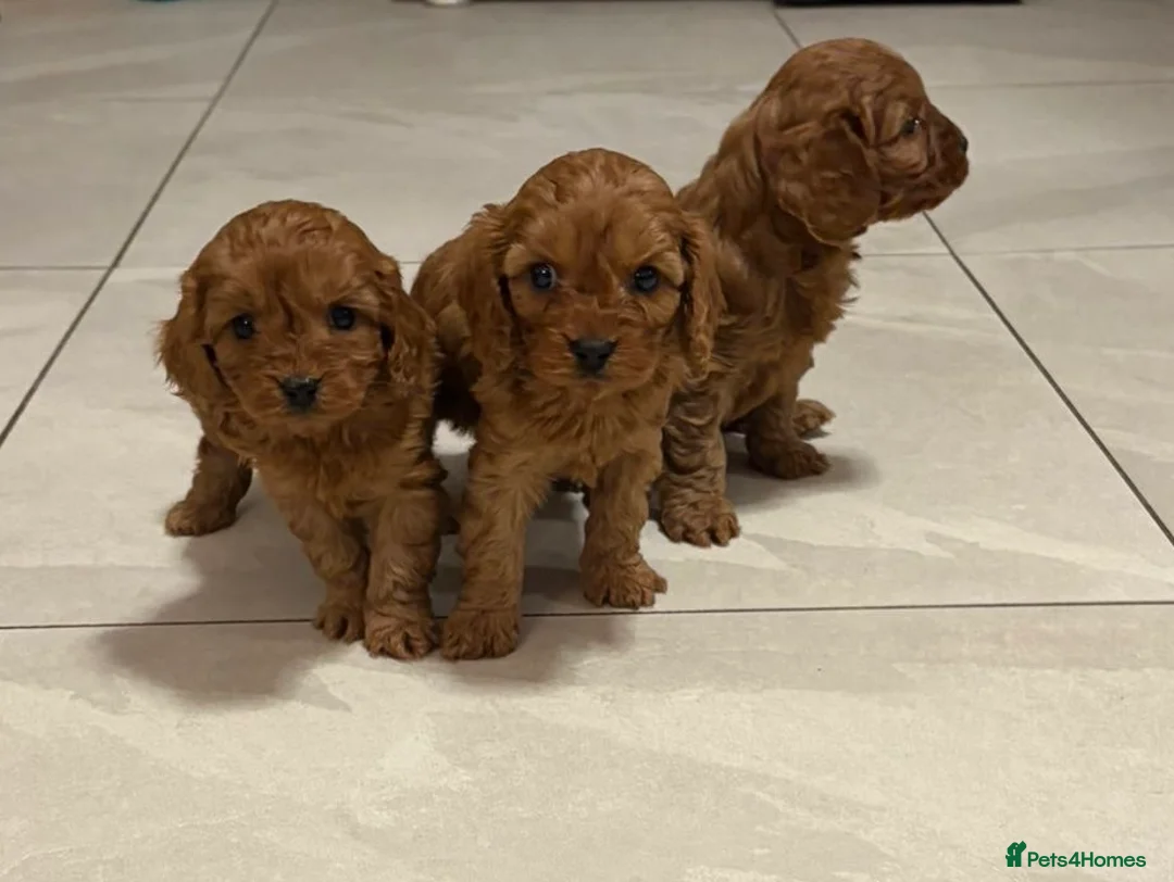 Cavapoo dogs for sale: stunning full ruby F1 Cavapoos for sale - Advert 2