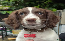 Sprocker dogs for sale: 9 week old gorgeous sprocker pups  - Image 1