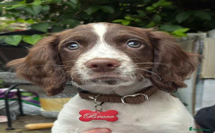 Sprocker dogs - Advert 5